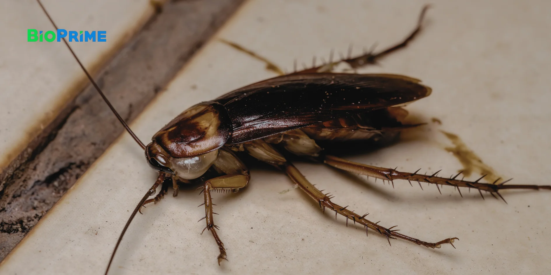 Hamam Böceği Nasıl Önlenir?